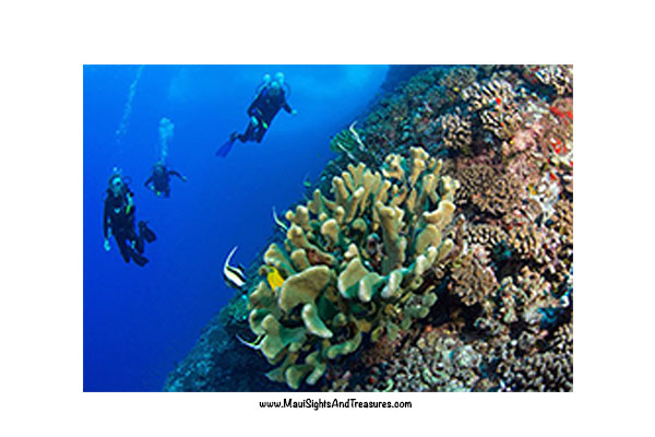 Ed Robinson Scuba Diving
