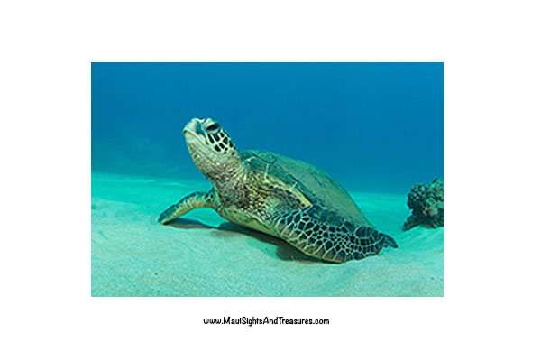 Turtle Swimming Maui
