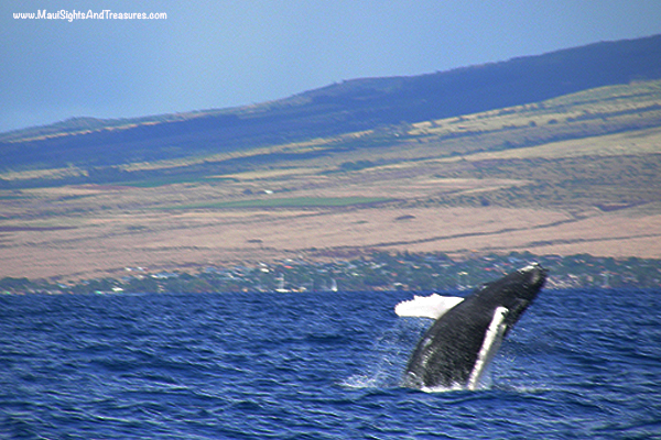 MV_Maui's-Peak-Whale