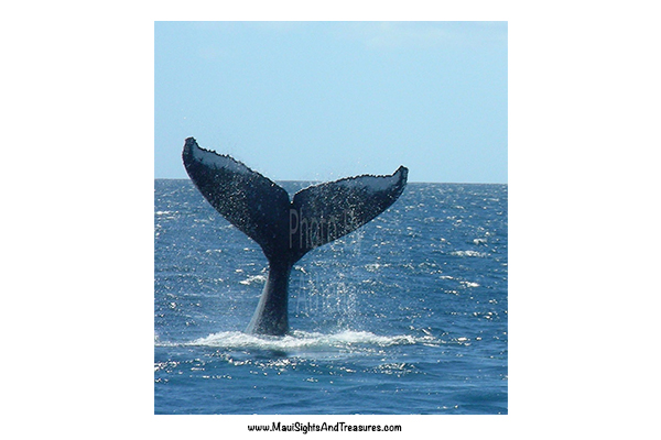 MV_Maui's-Peak-Whale