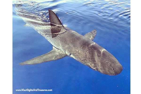 MV_North-Shore-Oahu-Shark