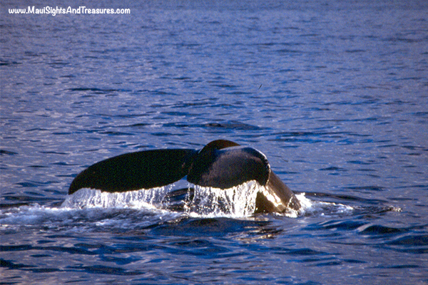 MV_Whale-Season-Maui
