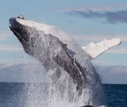 Whale Watch Maui