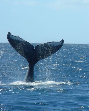 Alii Nui Whale Watch Cruise
