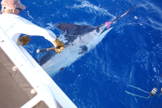 Rascal Charters Fishing Maalaea