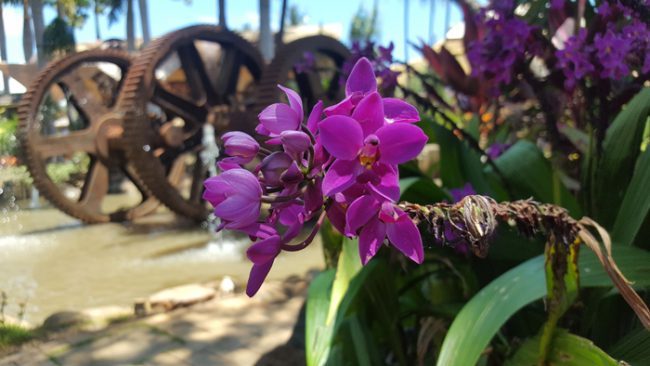 Maui-Tropical-Plantation