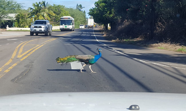 Yees Orchard Peacocks