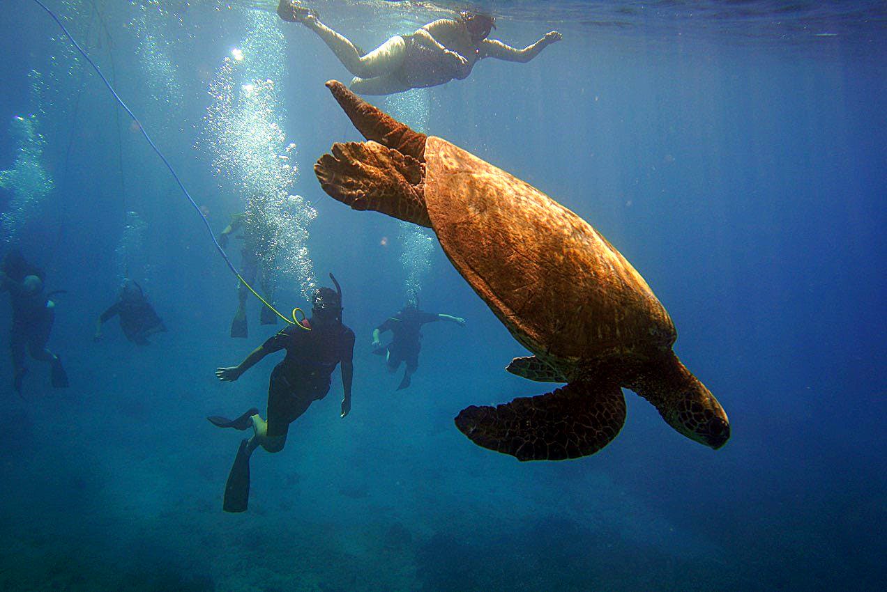 Honu Snorkel Aqua