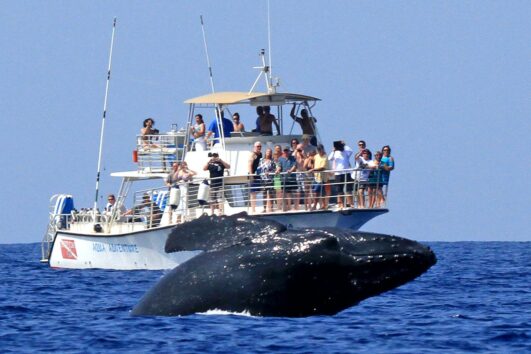 Aqua Adventure Cruises to Molokini